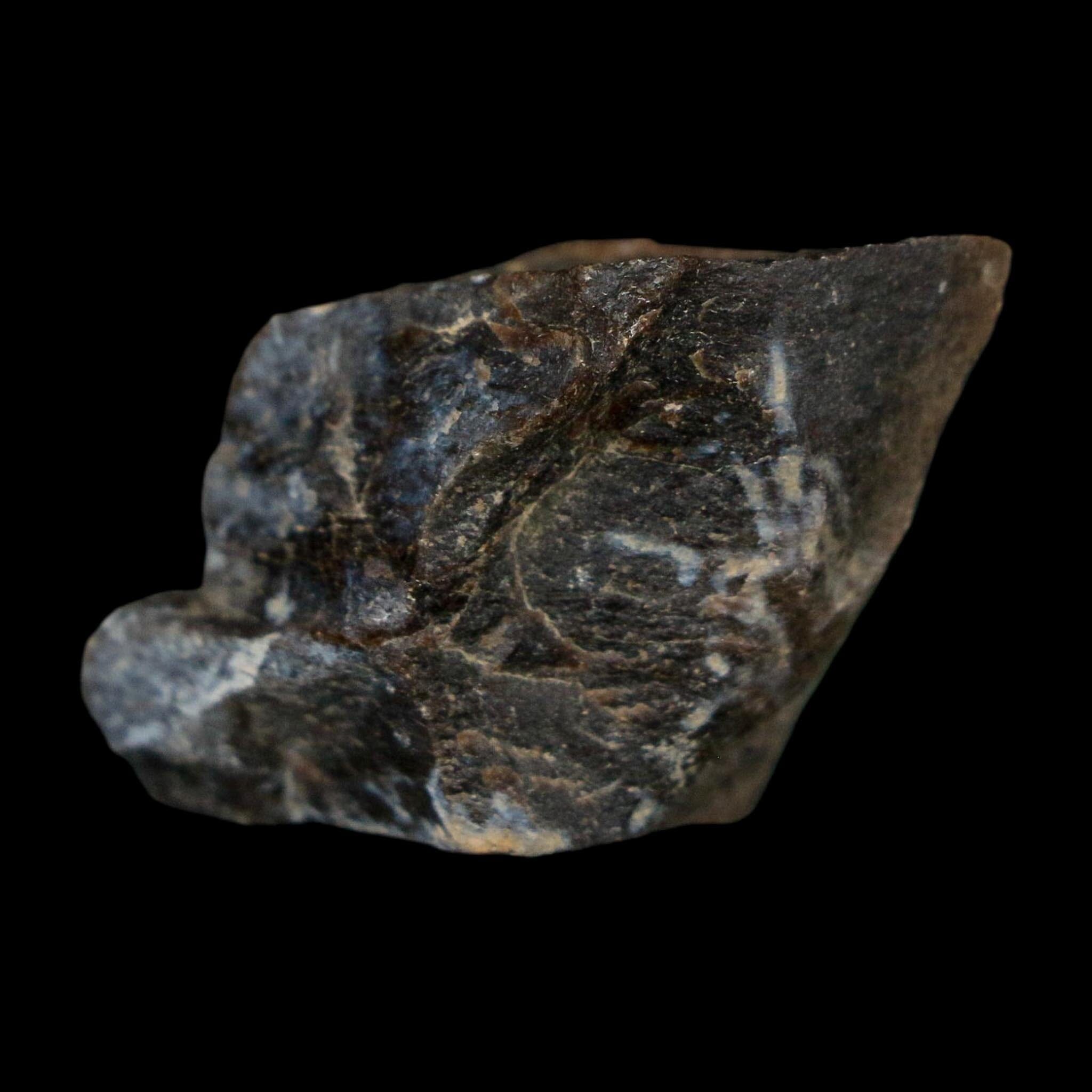 0.9" Tyrannosaurus Rex Fossil Bone Dinosaur Lance Creek Formation Wyoming COA - Fossil Age Minerals