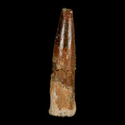 1.4" Rebbachisaurus Sauropod Fossil Tooth Early Cretaceous Dinosaur COA, Display