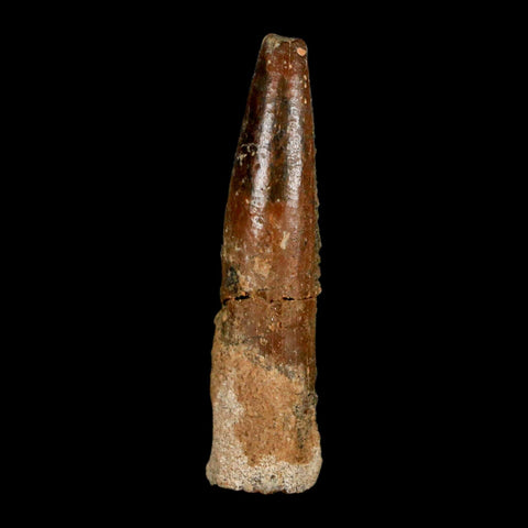 1.4" Rebbachisaurus Sauropod Fossil Tooth Early Cretaceous Dinosaur COA, Display - Fossil Age Minerals