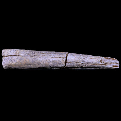 12.9" Columbian Mammoth Mammuthus Columbi Fossil Rib Bone Pleistocene Age TX - Fossil Age Minerals