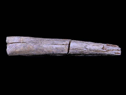 12.9" Columbian Mammoth Mammuthus Columbi Fossil Rib Bone Pleistocene Age TX - Fossil Age Minerals