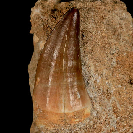 1.6" Mosasaur Baugei Fossil Tooth In Matrix Cretaceous Dinosaur Era COA