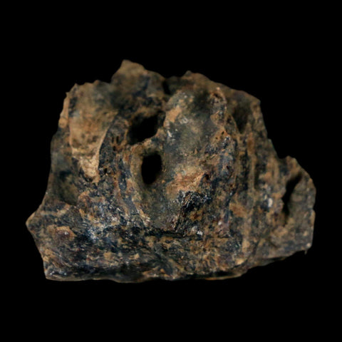 0.9" Tyrannosaurus Rex Fossil Bone Dinosaur Lance Creek Formation Wyoming COA