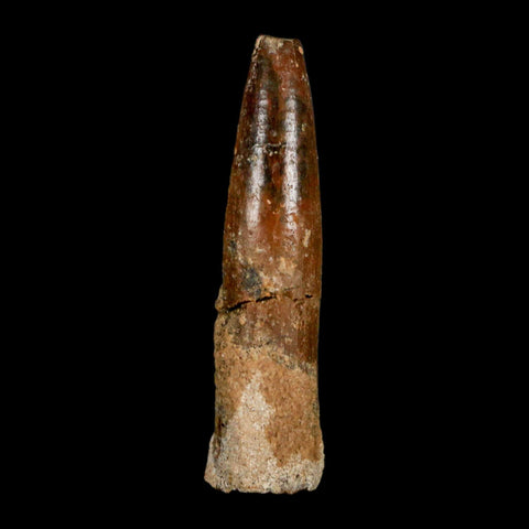 1.4" Rebbachisaurus Sauropod Fossil Tooth Early Cretaceous Dinosaur COA, Display - Fossil Age Minerals