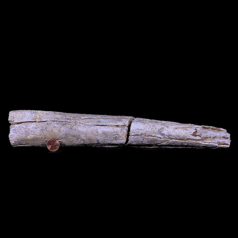 12.9" Columbian Mammoth Mammuthus Columbi Fossil Rib Bone Pleistocene Age TX - Fossil Age Minerals