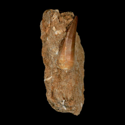 1.6" Mosasaur Baugei Fossil Tooth In Matrix Cretaceous Dinosaur Era COA - Fossil Age Minerals