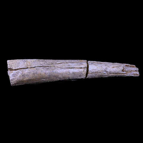 12.9" Columbian Mammoth Mammuthus Columbi Fossil Rib Bone Pleistocene Age TX - Fossil Age Minerals