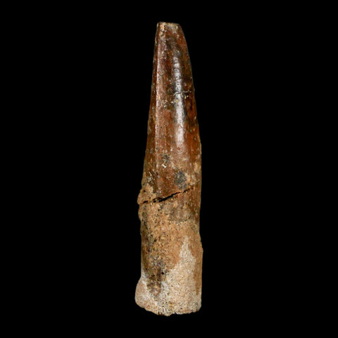 1.4" Rebbachisaurus Sauropod Fossil Tooth Early Cretaceous Dinosaur COA, Display - Fossil Age Minerals