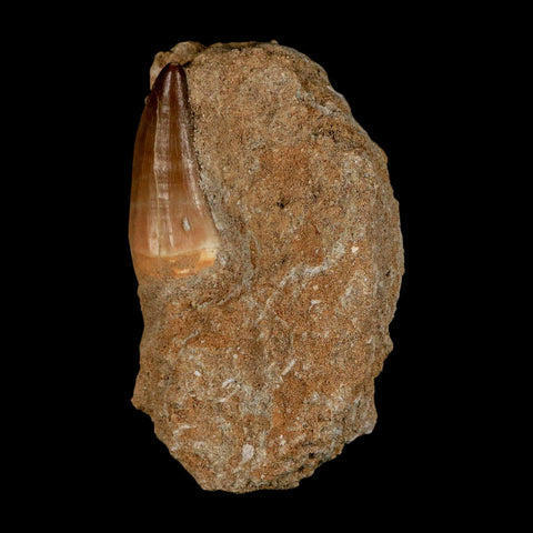 1.6" Mosasaur Baugei Fossil Tooth In Matrix Cretaceous Dinosaur Era COA - Fossil Age Minerals