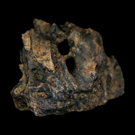 0.9" Tyrannosaurus Rex Fossil Bone Dinosaur Lance Creek Formation Wyoming COA