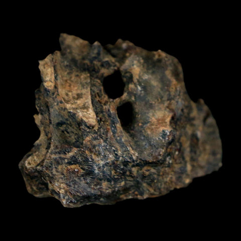 0.9" Tyrannosaurus Rex Fossil Bone Dinosaur Lance Creek Formation Wyoming COA