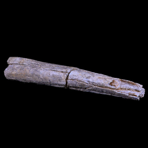 12.9" Columbian Mammoth Mammuthus Columbi Fossil Rib Bone Pleistocene Age TX - Fossil Age Minerals