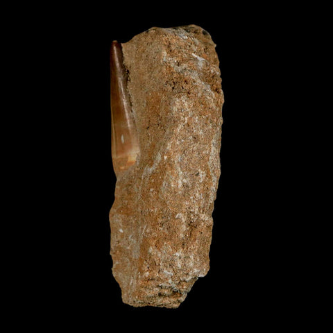 1.6" Mosasaur Baugei Fossil Tooth In Matrix Cretaceous Dinosaur Era COA - Fossil Age Minerals