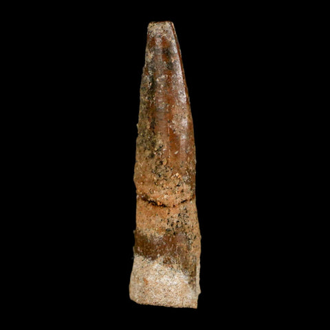 1.4" Rebbachisaurus Sauropod Fossil Tooth Early Cretaceous Dinosaur COA, Display - Fossil Age Minerals