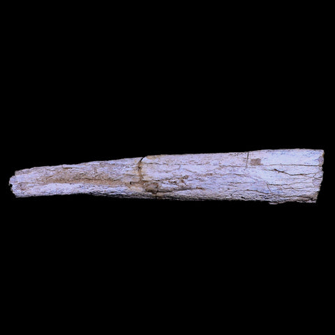 12.9" Columbian Mammoth Mammuthus Columbi Fossil Rib Bone Pleistocene Age TX - Fossil Age Minerals