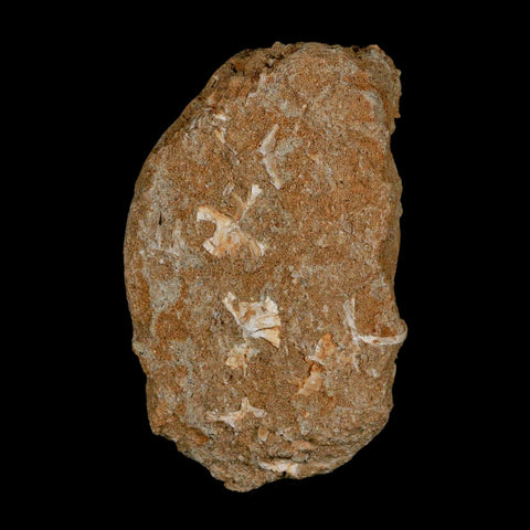 1.6" Mosasaur Baugei Fossil Tooth In Matrix Cretaceous Dinosaur Era COA - Fossil Age Minerals