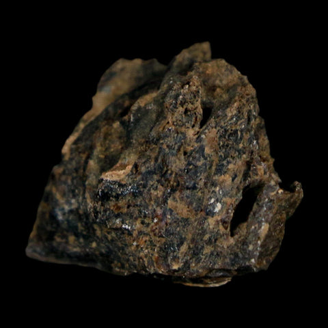 0.9" Tyrannosaurus Rex Fossil Bone Dinosaur Lance Creek Formation Wyoming COA