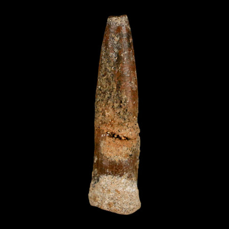 1.4" Rebbachisaurus Sauropod Fossil Tooth Early Cretaceous Dinosaur COA, Display