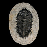 2.6" Coltraenia Oufatenensis Trilobite Fossil Devonian Morocco 400 Mil Yrs Old COA