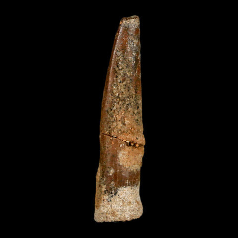 1.4" Rebbachisaurus Sauropod Fossil Tooth Early Cretaceous Dinosaur COA, Display - Fossil Age Minerals