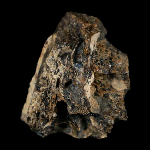 0.9" Tyrannosaurus Rex Fossil Bone Dinosaur Lance Creek Formation Wyoming COA