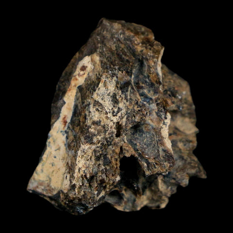 0.9" Tyrannosaurus Rex Fossil Bone Dinosaur Lance Creek Formation Wyoming COA