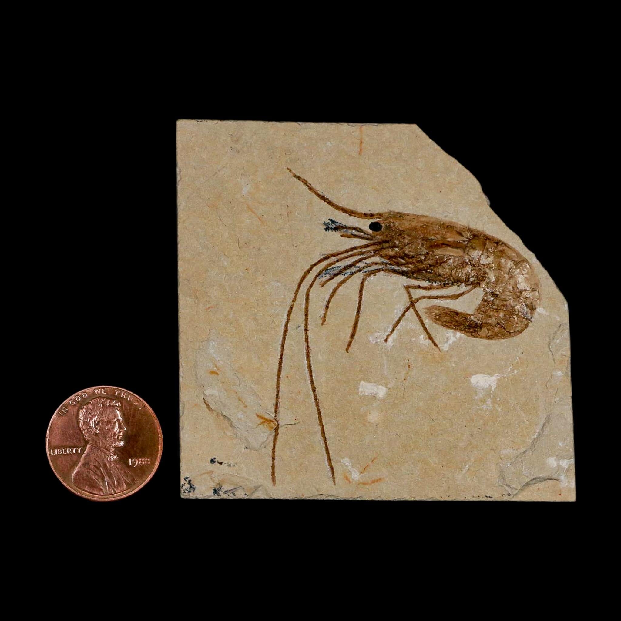 2" Fossil Shrimp Carpopenaeus Cretaceous Age 100 Mil Yrs Old Lebanon COA - Fossil Age Minerals
