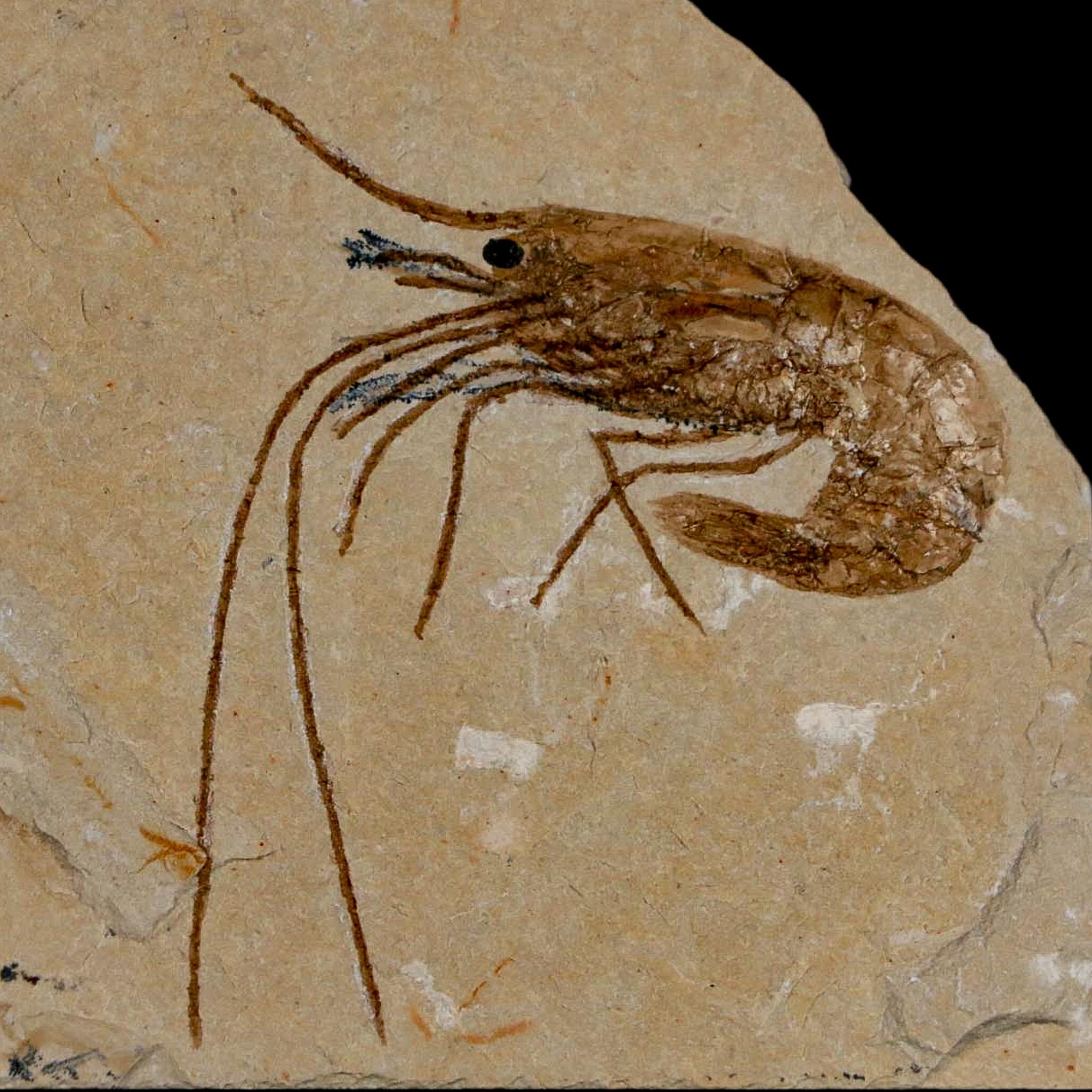 2" Fossil Shrimp Carpopenaeus Cretaceous Age 100 Mil Yrs Old Lebanon COA - Fossil Age Minerals