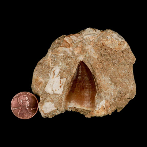 1.3" Mosasaur Prognathodon Fossil Tooth In Matrix Cretaceous Dinosaur Era COA - Fossil Age Minerals