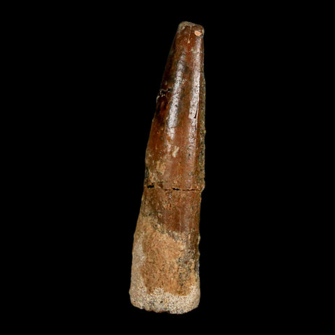 1.4" Rebbachisaurus Sauropod Fossil Tooth Early Cretaceous Dinosaur COA, Display - Fossil Age Minerals