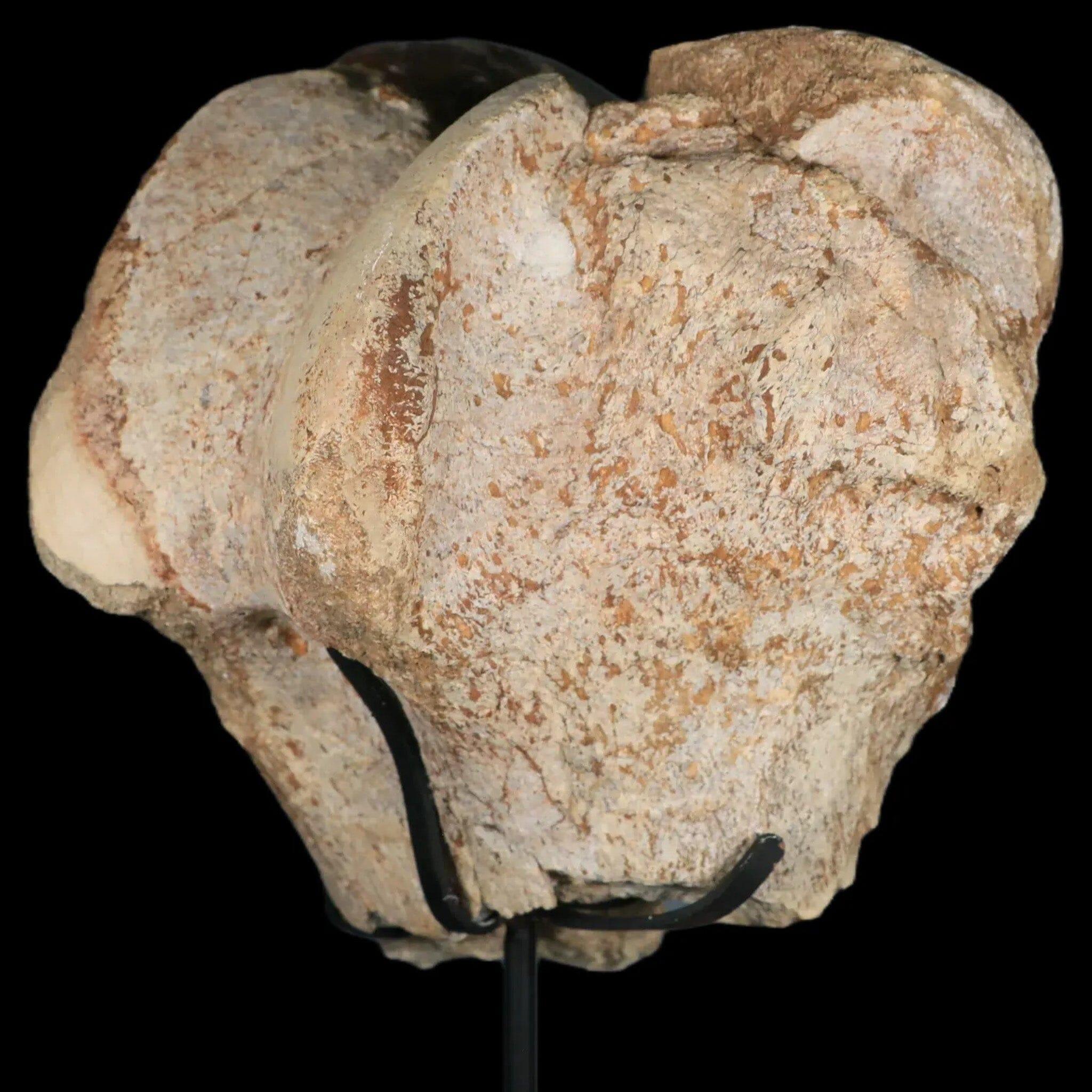 6" Brontotherium Fossil Limb Bone Eocene Age White River Badlands SD Titanothere - Fossil Age Minerals