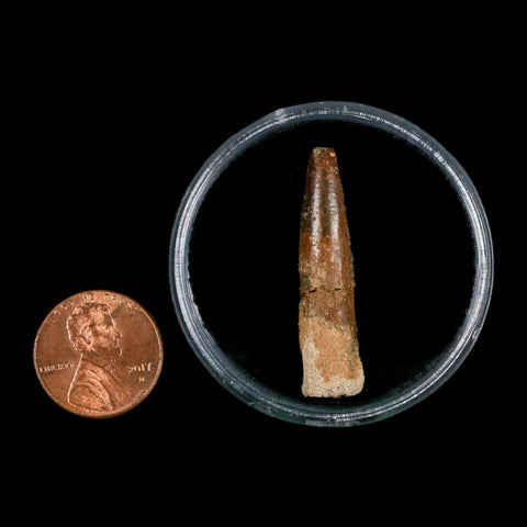 1.4" Rebbachisaurus Sauropod Fossil Tooth Early Cretaceous Dinosaur COA, Display - Fossil Age Minerals