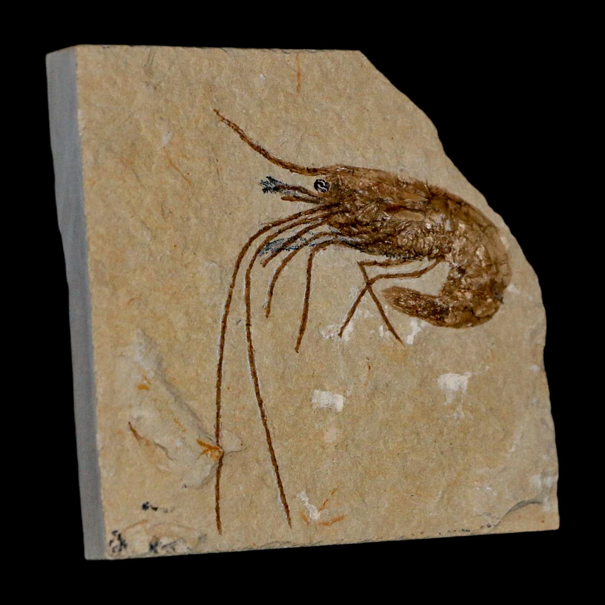 2" Fossil Shrimp Carpopenaeus Cretaceous Age 100 Mil Yrs Old Lebanon COA - Fossil Age Minerals