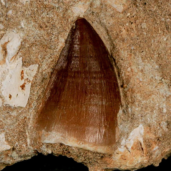 1.3