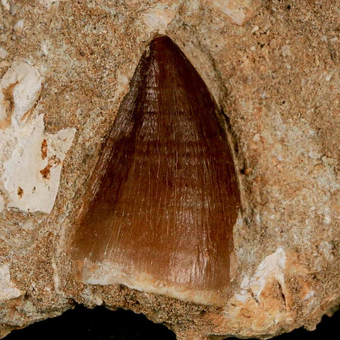 1.3" Mosasaur Prognathodon Fossil Tooth In Matrix Cretaceous Dinosaur Era COA - Fossil Age Minerals