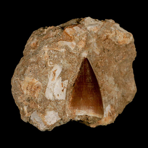 1.3" Mosasaur Prognathodon Fossil Tooth In Matrix Cretaceous Dinosaur Era COA - Fossil Age Minerals