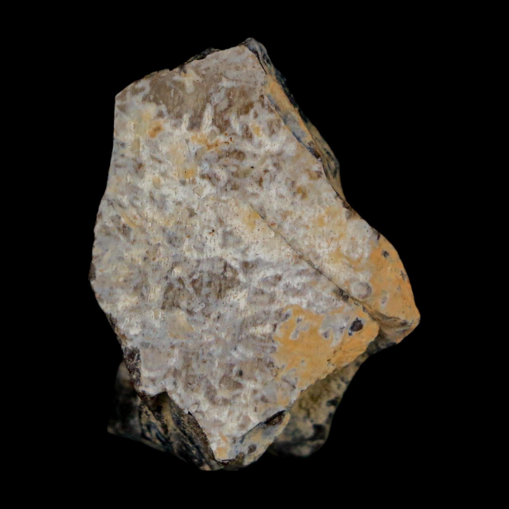 1.2" Tyrannosaurus Rex Fossil Bone Dinosaur Lance Creek Formation Wyoming COA - Fossil Age Minerals