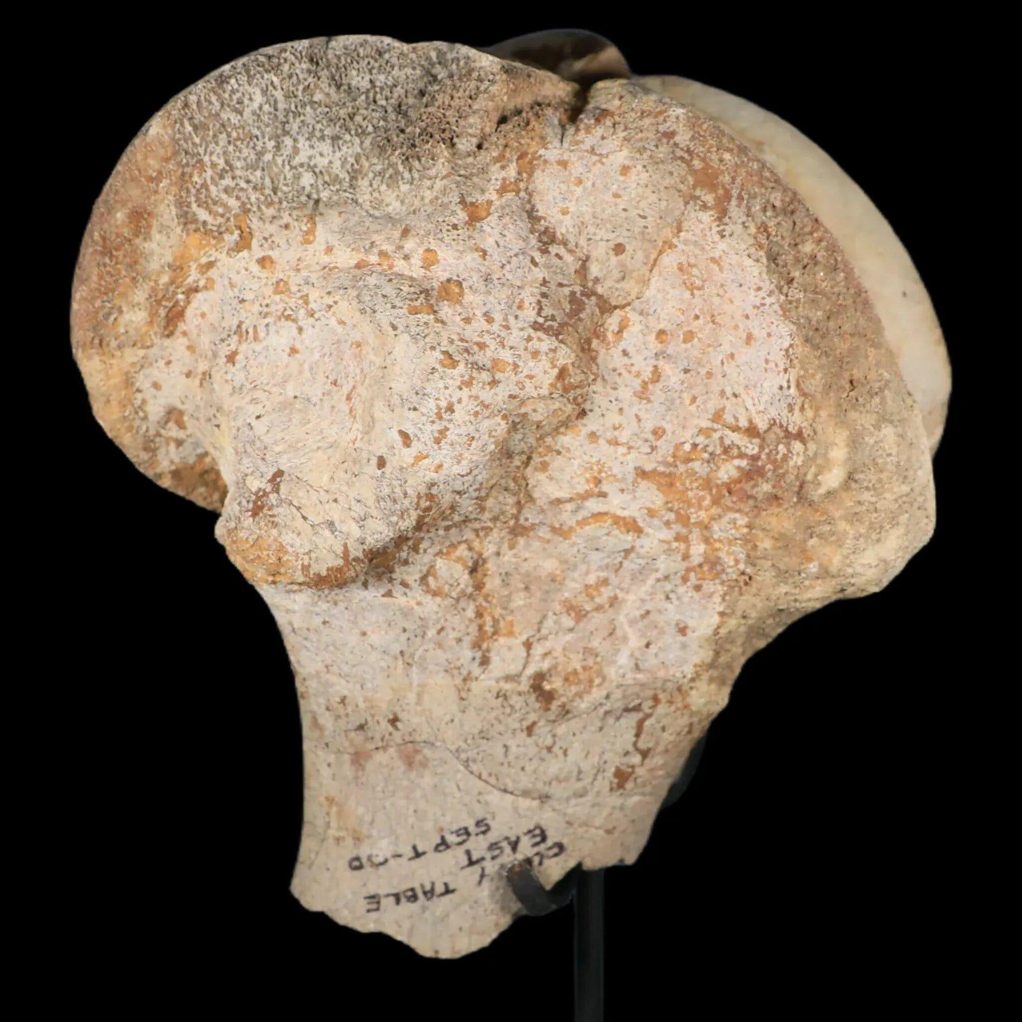 6" Brontotherium Fossil Limb Bone Eocene Age White River Badlands SD Titanothere - Fossil Age Minerals