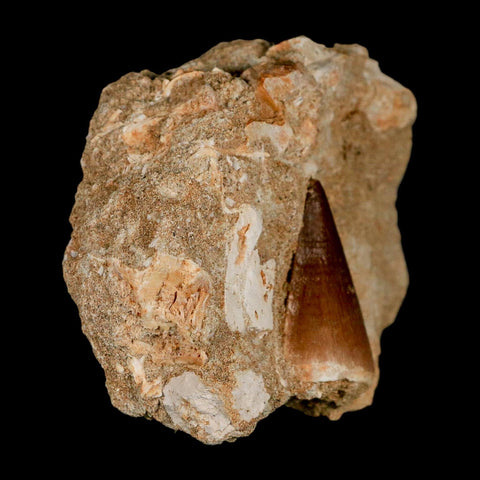 1.3" Mosasaur Prognathodon Fossil Tooth In Matrix Cretaceous Dinosaur Era COA - Fossil Age Minerals