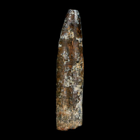 1.7" Rebbachisaurus Sauropod Fossil Tooth Early Cretaceous Dinosaur COA, Display