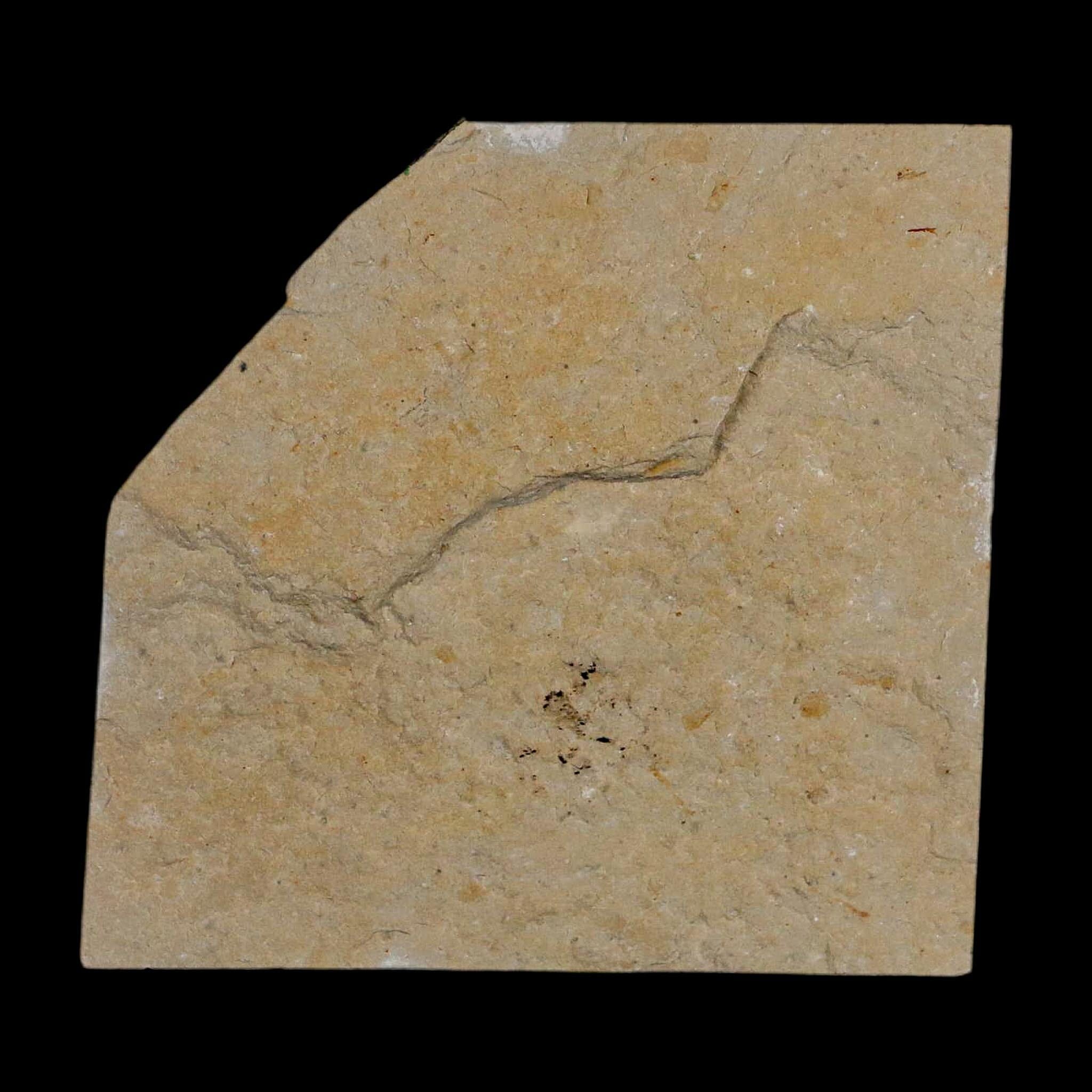 2" Fossil Shrimp Carpopenaeus Cretaceous Age 100 Mil Yrs Old Lebanon COA - Fossil Age Minerals