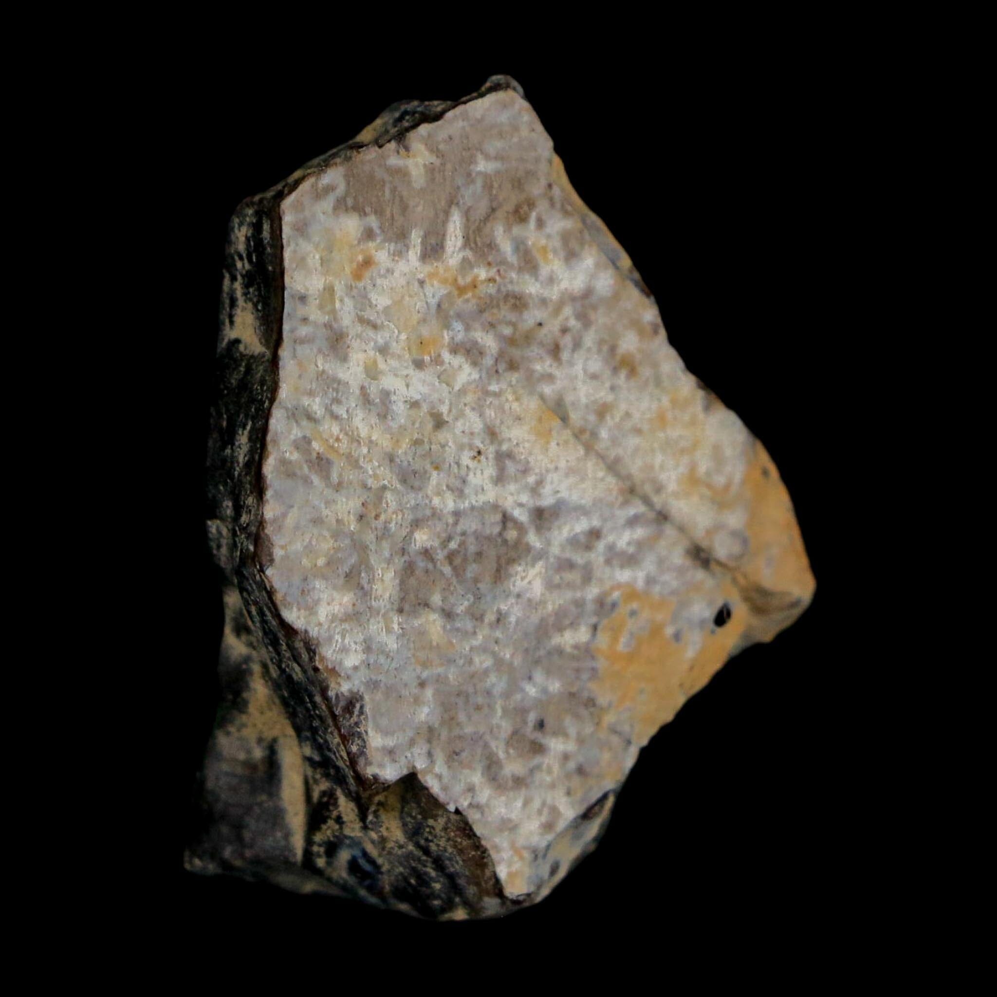 1.2" Tyrannosaurus Rex Fossil Bone Dinosaur Lance Creek Formation Wyoming COA - Fossil Age Minerals