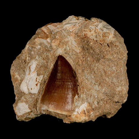 1.3" Mosasaur Prognathodon Fossil Tooth In Matrix Cretaceous Dinosaur Era COA - Fossil Age Minerals