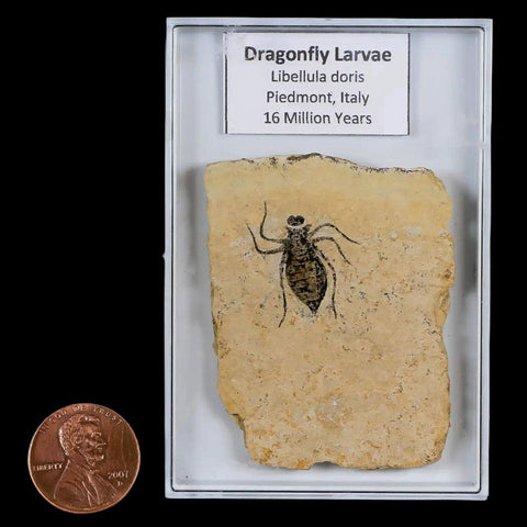 0.8" Dragonfly Larvae Fossil Libellula Doris Plate Upper Miocene Piemont Italy Display - Fossil Age Minerals