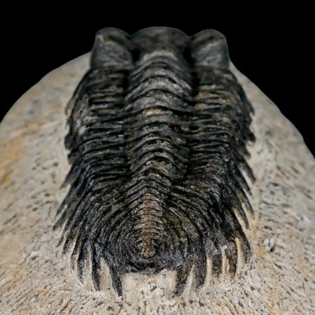 2.6" Coltraenia Oufatenensis Trilobite Fossil Devonian Morocco 400 Mil Yrs Old COA