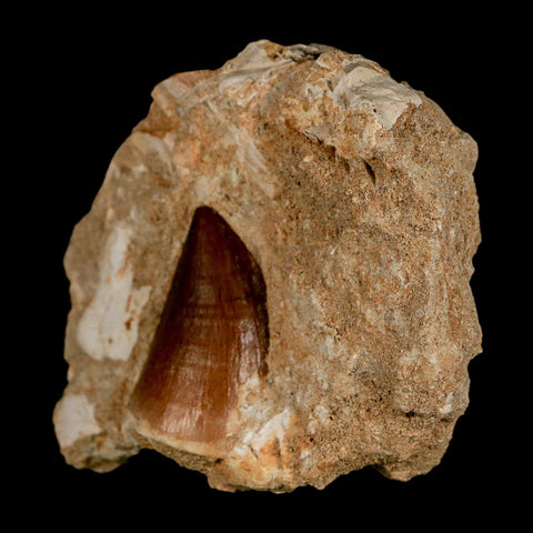 1.3" Mosasaur Prognathodon Fossil Tooth In Matrix Cretaceous Dinosaur Era COA - Fossil Age Minerals