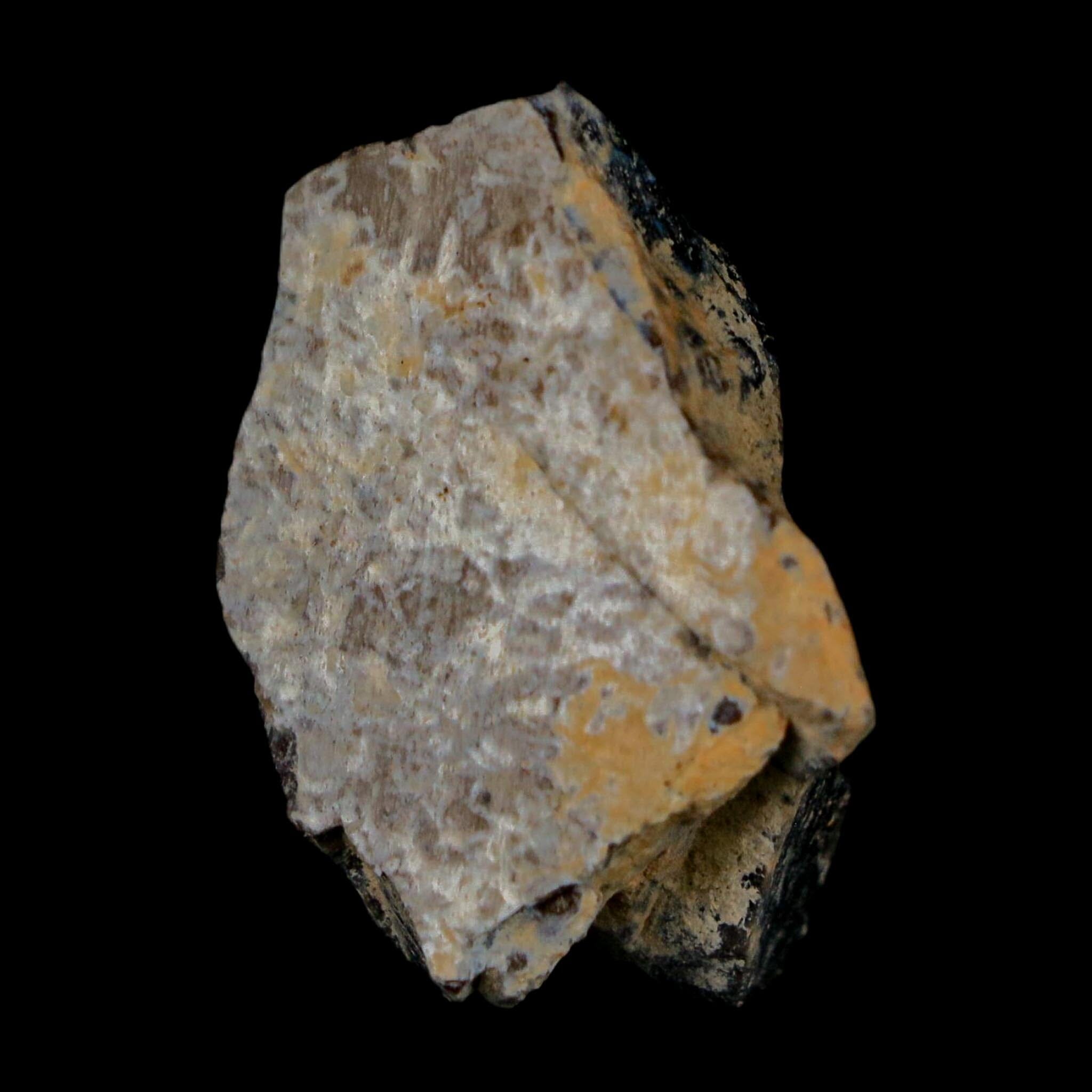 1.2" Tyrannosaurus Rex Fossil Bone Dinosaur Lance Creek Formation Wyoming COA - Fossil Age Minerals
