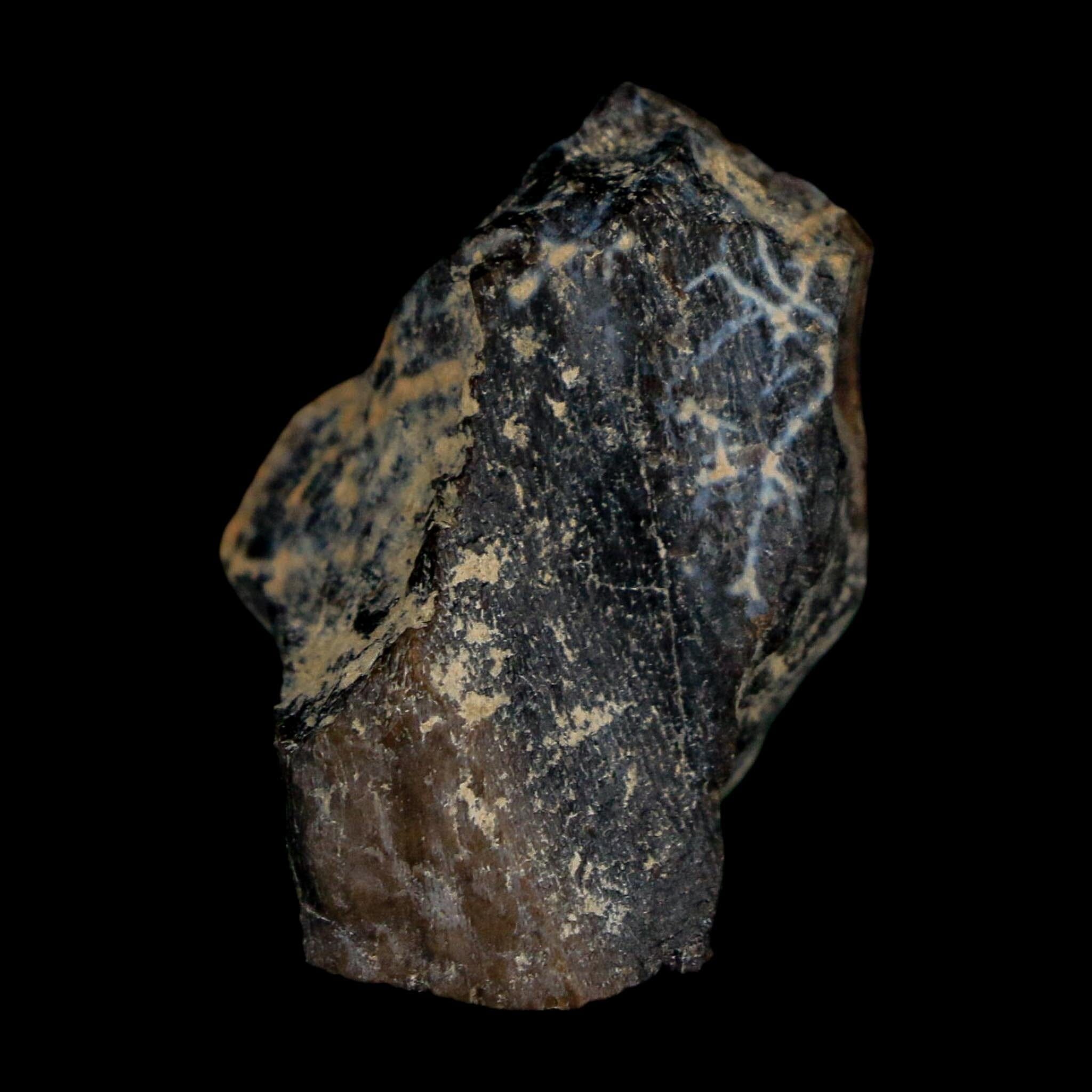 1.2" Tyrannosaurus Rex Fossil Bone Dinosaur Lance Creek Formation Wyoming COA - Fossil Age Minerals