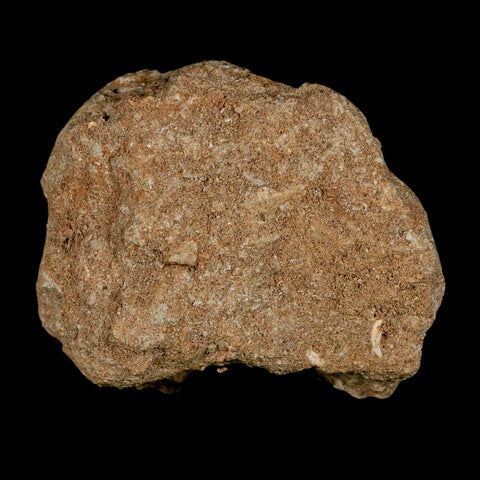 1.3" Mosasaur Prognathodon Fossil Tooth In Matrix Cretaceous Dinosaur Era COA - Fossil Age Minerals