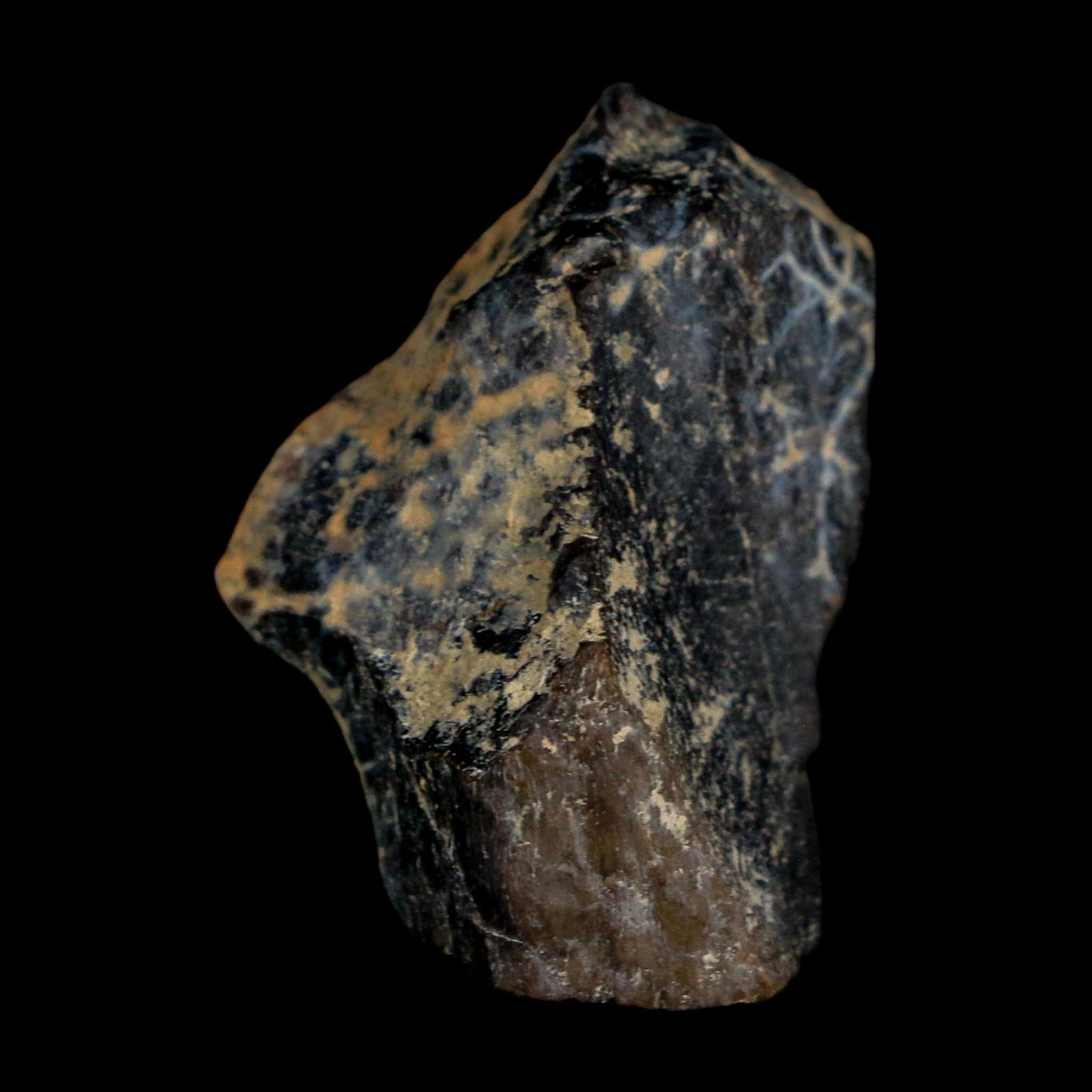 1.2" Tyrannosaurus Rex Fossil Bone Dinosaur Lance Creek Formation Wyoming COA - Fossil Age Minerals